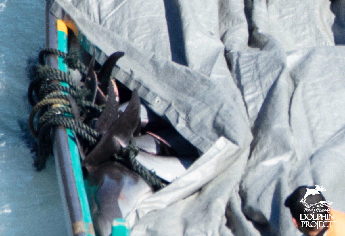 FinsandFluke's tweet photo. Dolphin_Project: Taiji: After an extended period of suffering, an entire pod of about 55 striped dolphins was slaughtered. Please TAKE ACTION: https://t.co/QFEOdy3zA3
Feb 19, 2020 3:00 PM #DolphinProject #StripedDolphin #EmptyTheTanks #TheCove https://t.co/gFQ9kUahkq