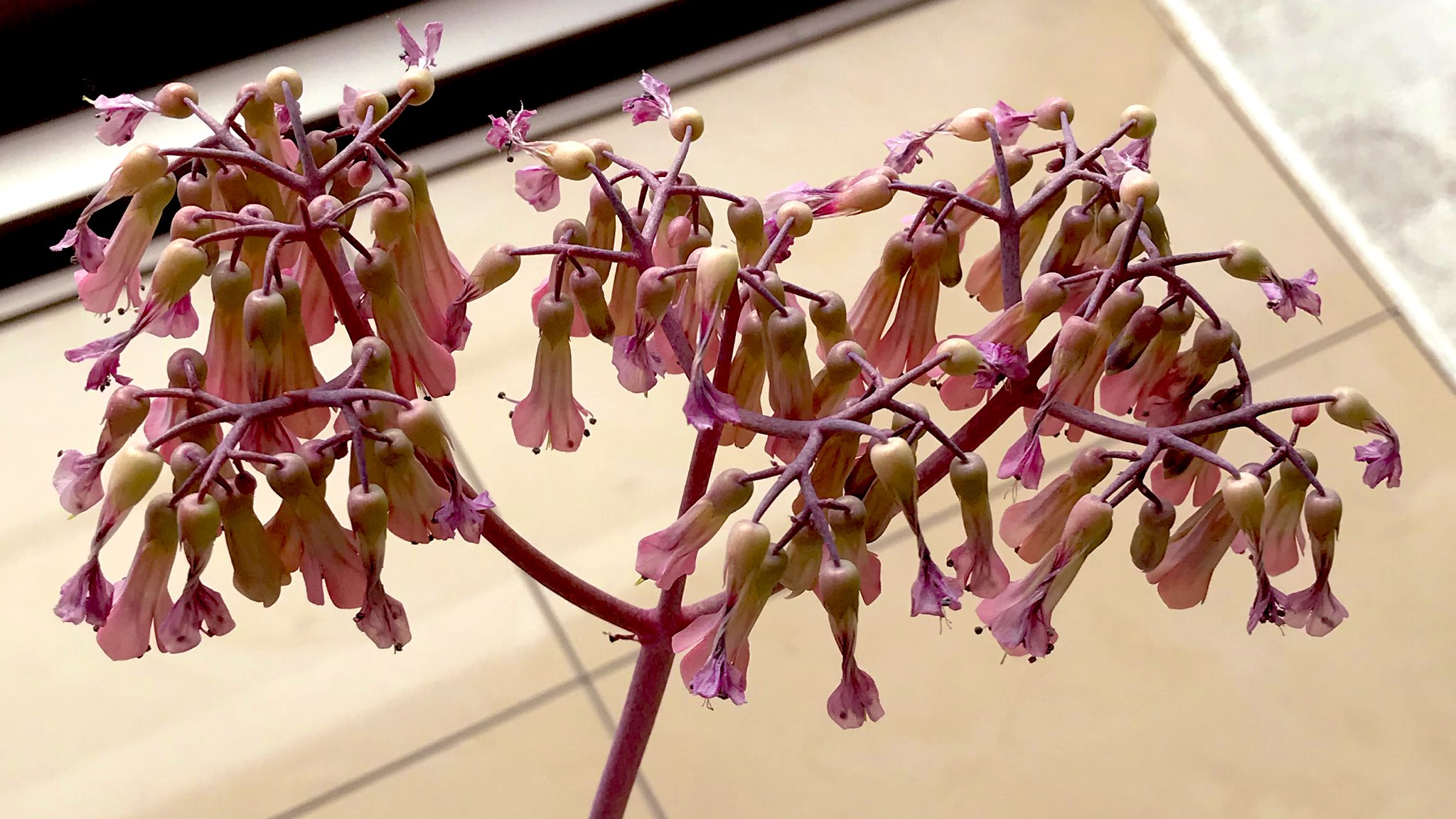 Mimosa 子宝草の花 母が何年か前に病院で折れて落ちていた子宝草 の葉っぱを 貰っていいですか どうそー ということで 例のごとく救済し鉢に植えたらグングン伸びて花が咲きました T Co 0ynl91y4xd Twitter