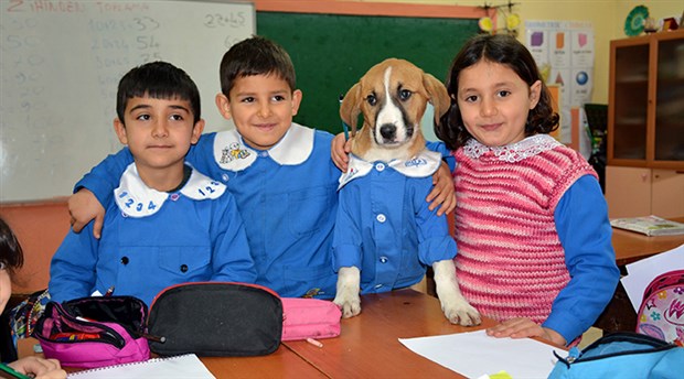 vaziyetcomtr's tweet photo. Tokat'ta mezarlıkta bulunan ve 'Fındık' adı verilen yavru köpek, 37 öğrencili Kayacık Köyü Şehit Haluk Yılmaz İlkokulu'nun maskotu oldu. Okuldaki kulübede yaşayan ve forma giydirilen Fındık, zaman zaman derslere de katılırken, öğrencilerle keyifli zamanlar geçiriyor. https://t.co/oPlvrccKOd