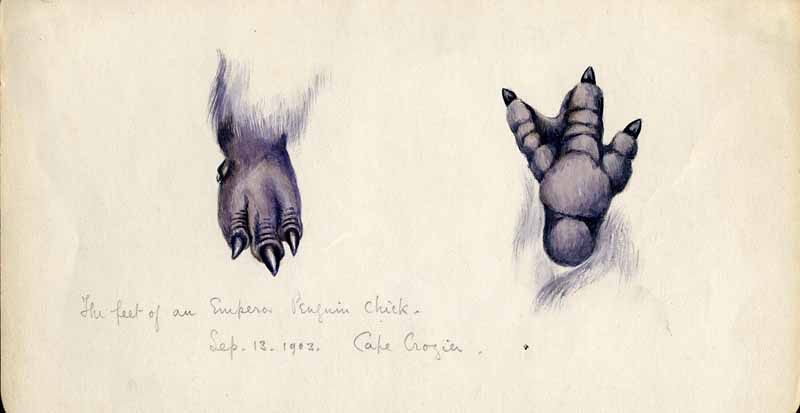 TheWilsonChelt's tweet image. Have you followed the penguin feet in The Wilson? If you do they&apos;ll lead you up the stairs to our Open Archive Gallery where you can see our Treasures from the Archive exhibition, including some  gems from the Wilson Family collections. #FollowTheFeet #WednesdayWilson #Pengiuns