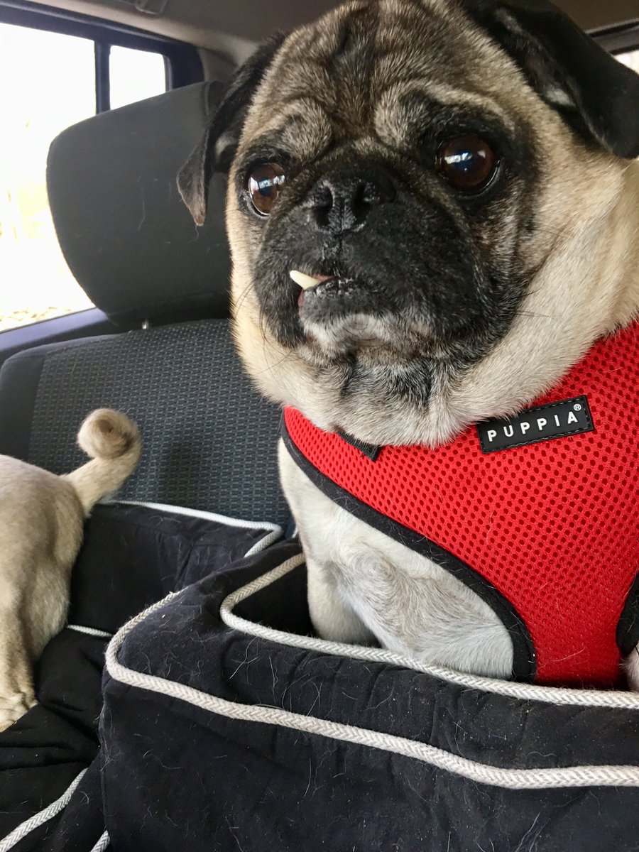 LisaAlesci's tweet photo. .@MrBubblesThePug Omg, I lovvvve him! Thx for the follow, & love from #DougAndDaniel ๐พ๐๐บ๐ธ๐บ๐ธ๐บ๐ธ https://t.co/bNzdieuBpR