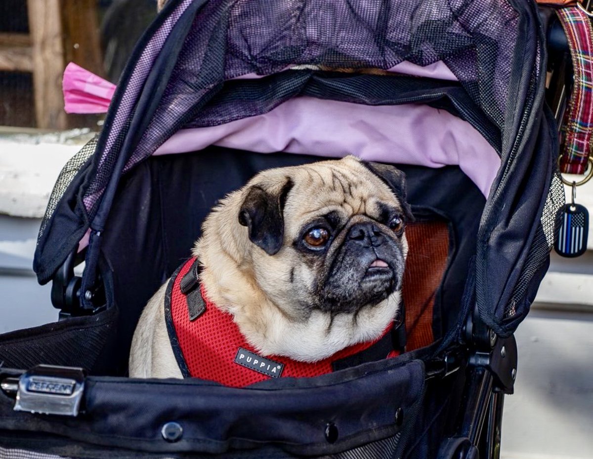 LisaAlesci's tweet photo. .@MrBubblesThePug Omg, I lovvvve him! Thx for the follow, & love from #DougAndDaniel ๐พ๐๐บ๐ธ๐บ๐ธ๐บ๐ธ https://t.co/bNzdieuBpR