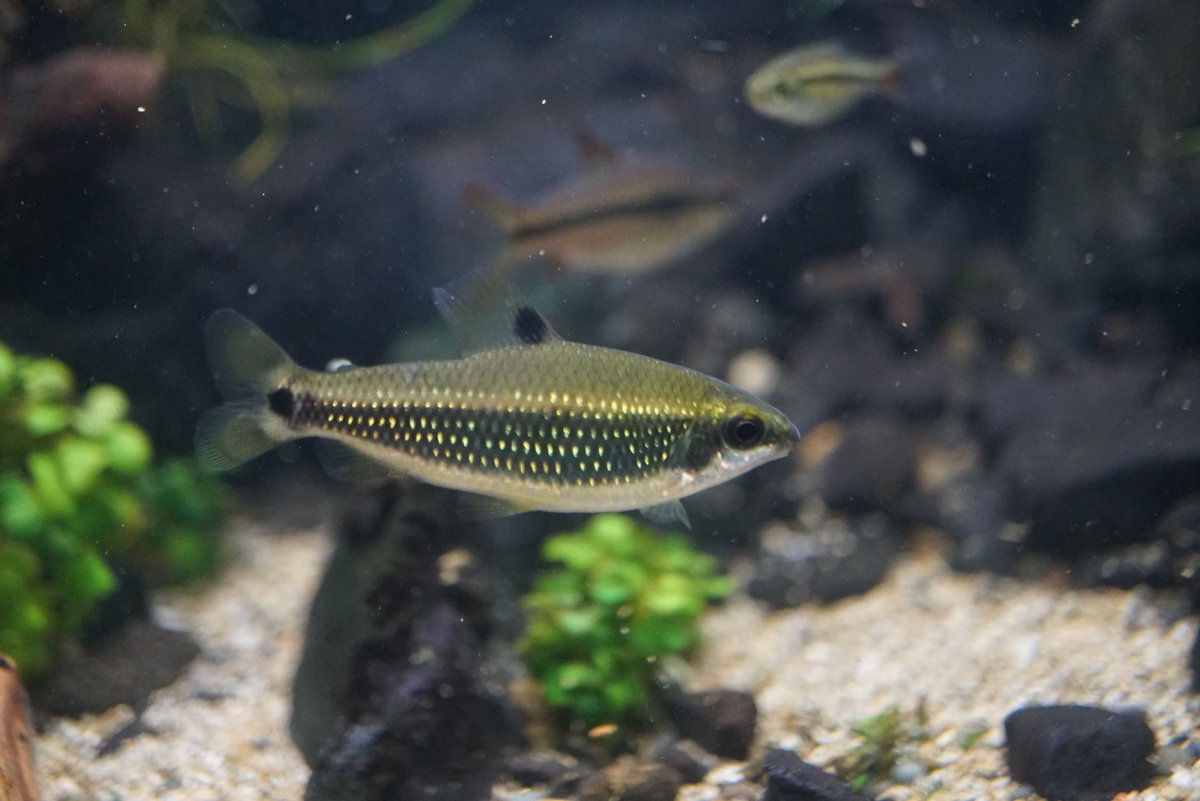 John P. Friel, Ph.D. on X: My favorite #LivingFossilFriday fish is  #Polypterus mokelembembe, a #bichir from the Congo River basin named for  #Mokelembembe, a water-dwelling entity, sometimes described as a living  creature