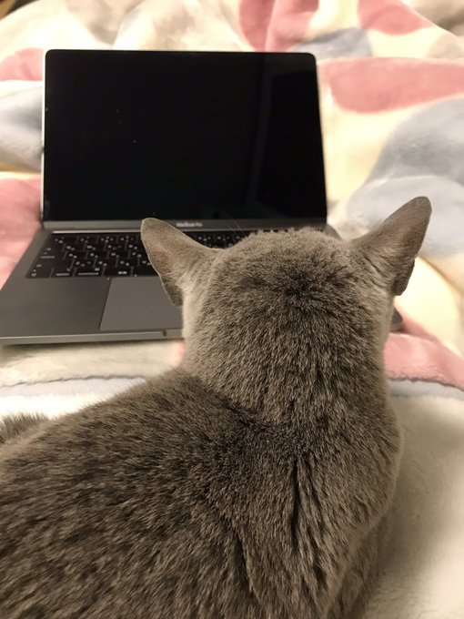 寝ながらpcのtwitterイラスト検索結果