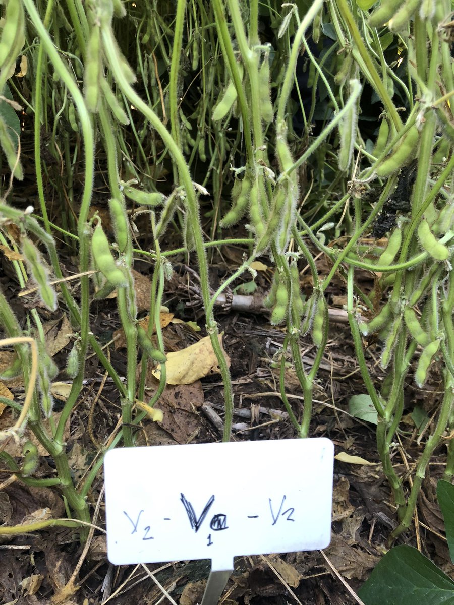 LUIS VERRI tweet media