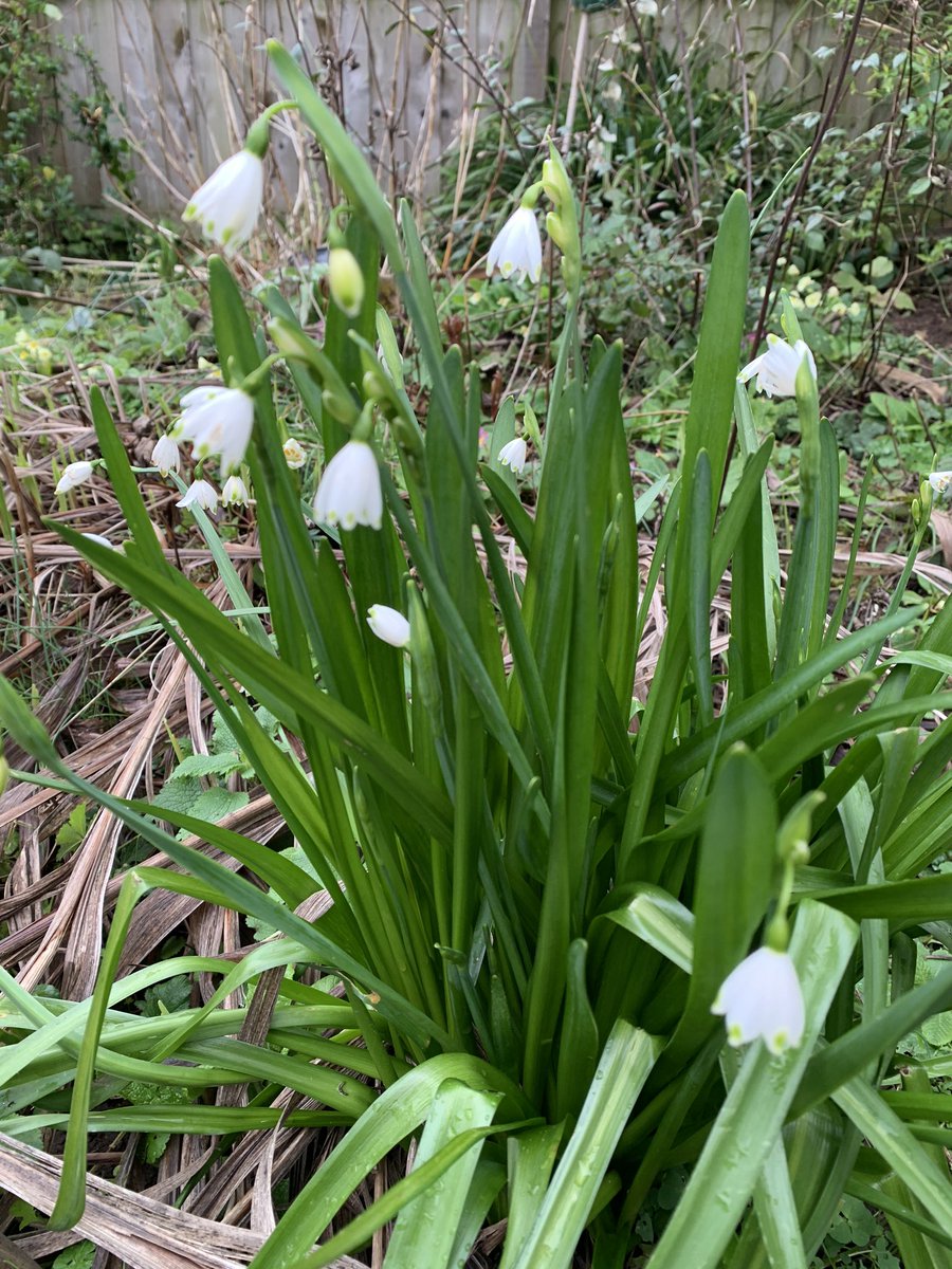 Gillybean616's tweet photo. @srkitchengarden Hellebores, leucojum, happy anemones and sweet little cyclamen coum all braving the cold despite storms Ciara and Dennis #srsignsofspring https://t.co/NyrW2loSAI