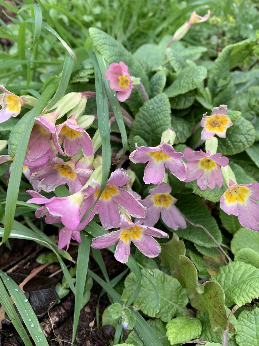 Gillybean616's tweet photo. @srkitchengarden Also the willow is putting in a huge effort with primulas, periwinkles, primroses and primulas #srsignsofspring https://t.co/vpuLkPdNyF
