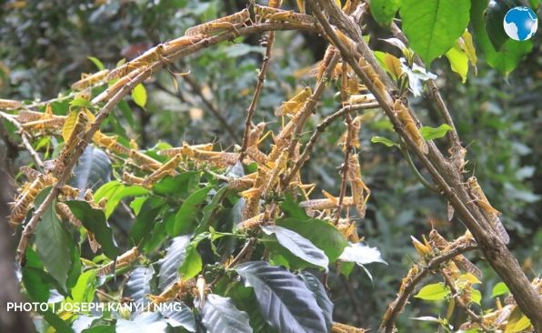 NationAfrica's tweet photo. Desert locusts invade coffee farms in Kangurwe village in Nyeri County. https://t.co/PdOu8UmtvH
