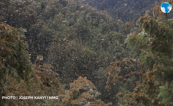 NationAfrica's tweet photo. Desert locusts invade coffee farms in Kangurwe village in Nyeri County. https://t.co/PdOu8UmtvH
