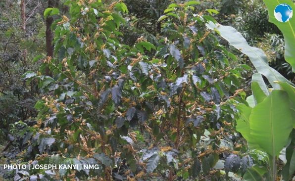 NationAfrica's tweet photo. Desert locusts invade coffee farms in Kangurwe village in Nyeri County. https://t.co/PdOu8UmtvH