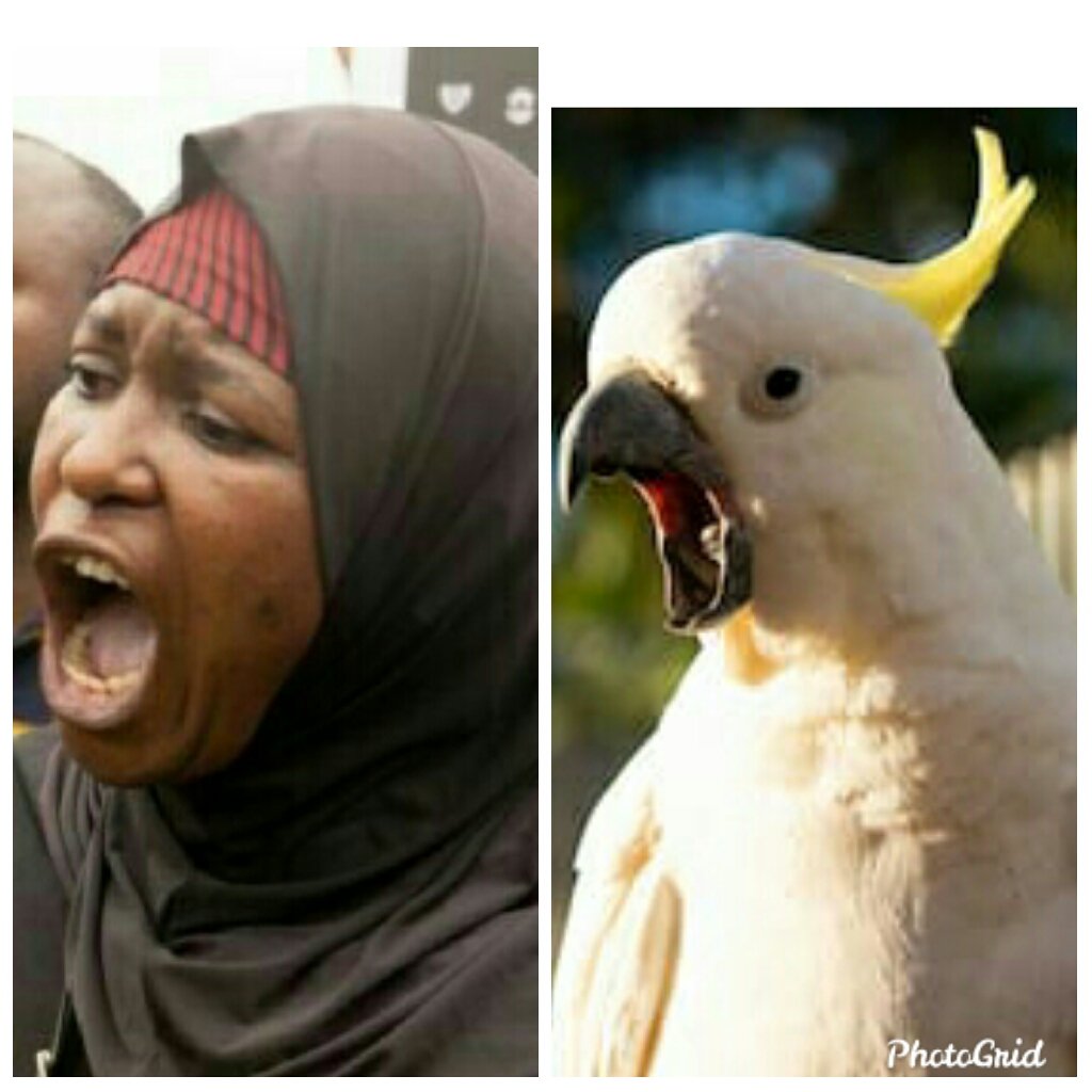 Makolicious3's tweet photo. @shamsuddeen_ml @BashirElRufai Madam twitter parrot @AishaYesufu is a mother to all wailers FC and fake news lovers in Nigeria. https://t.co/y0ZbAzPb9b