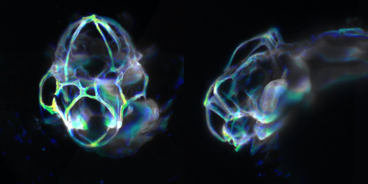 KuglerElisabeth's tweet photo. What looks like a ghost is #zebrafish head vascular development over night colour-coded by time.

White are the regions with little to no movement, blue-green-yellow show regions of movement/growth. 

#microscopy #Fiji #dataAnalysis #lightsheet #evoDevo https://t.co/aTrURhmhI2