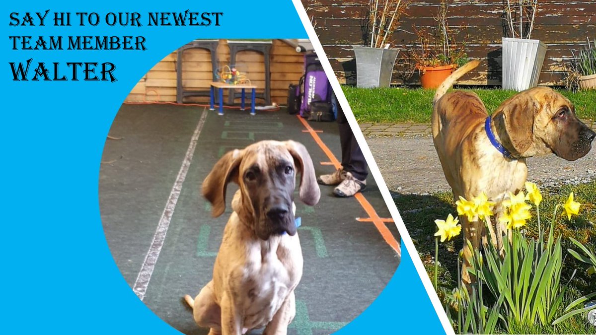 P_archery's tweet photo. Come and say hello to the newest member of the Perriswood Farm team, Walter, he's really looking forward to seeing you all.
https://t.co/h7oRUhIcu5 https://t.co/r9SJ1y2DNK