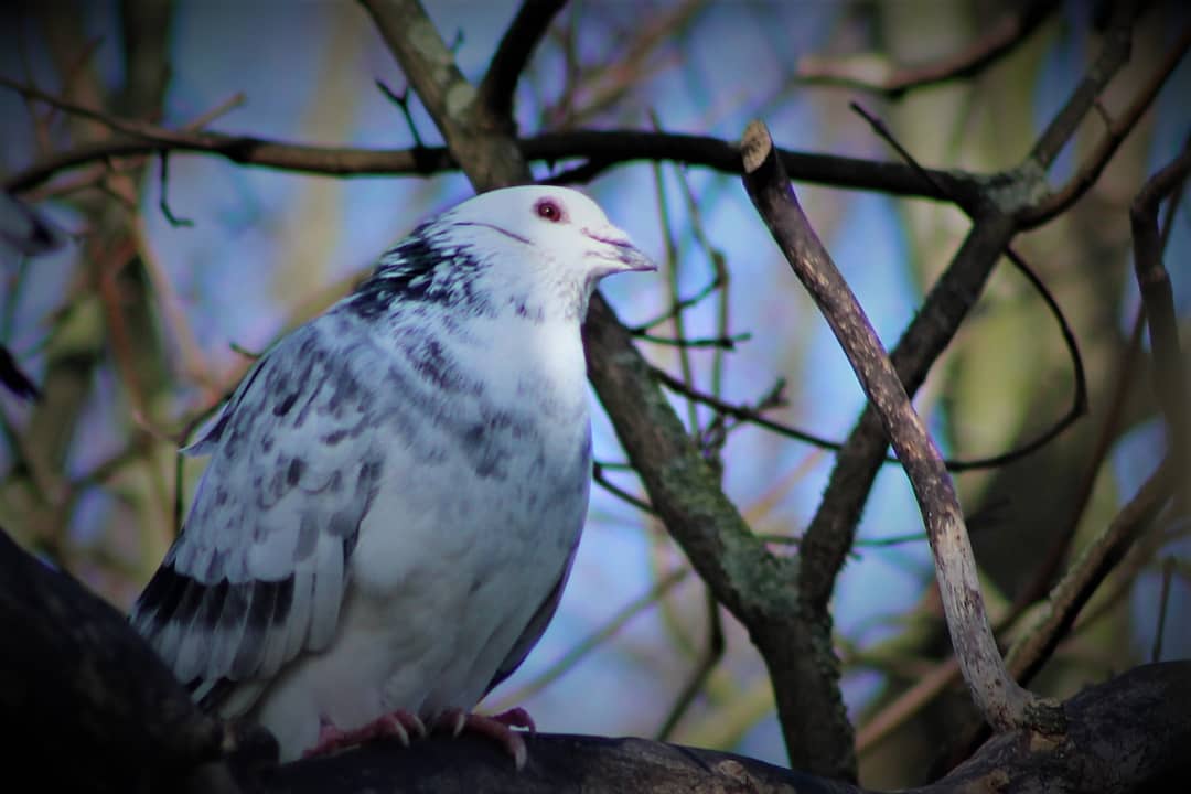 @BTO_GBW @BosmerArcher5 @benlerwill I saw this one earlier in the week with about a dozen 'regular' pigeons. It really stood out.