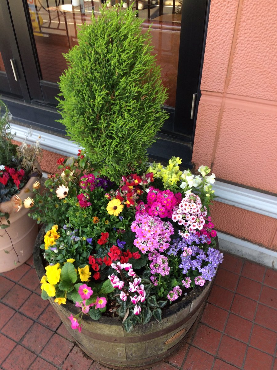花屋 一里 本日 某ファミレスのお花の寄せ植えをしてきました プリムラジュリアン プリムラマラコイデス ビオラ 金魚草 オステオスペルマム ガーデンシクラメン 花屋 一里 本日 某ファミレスのお花の寄せ植えをしてきました プリムラジュリアン プリムラマラコイデス ビオラ 金魚草 オステオスペルマム ガーデンシクラメン