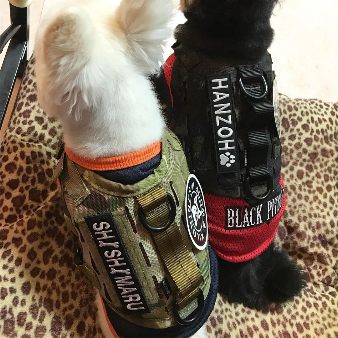 kiloninerpets's tweet photo. We are small but with Kilininer product, it's given stronger and gear up๐ช Let's go the daily patrol๐โ๐ฆบ๐ฆฎ
.
#mlitary#singaporedogs#sgdoglove#doggieupdates#woofnation #dogsofinstasg #dog #dogsofinstagram #dog_features #singaporespecials https://t.co/KEpYTR7SRX