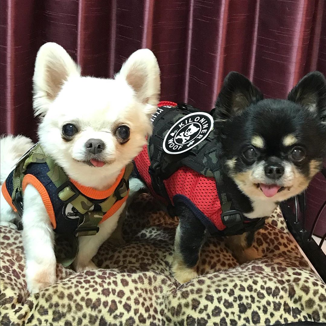 kiloninerpets's tweet photo. We are small but with Kilininer product, it's given stronger and gear up๐ช Let's go the daily patrol๐โ๐ฆบ๐ฆฎ
.
#mlitary#singaporedogs#sgdoglove#doggieupdates#woofnation #dogsofinstasg #dog #dogsofinstagram #dog_features #singaporespecials https://t.co/KEpYTR7SRX