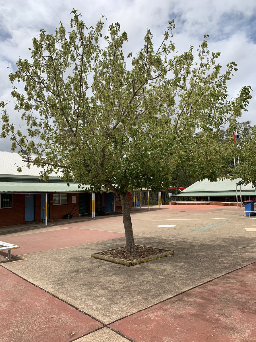 JessKB93's tweet photo. Day Seven. We discussed what vertical means and went out to find things that pulled our gaze upward and downward. #walkingcurriculum #k1p #shpps #getoutside #30daychallenge https://t.co/TZk4zCunz5