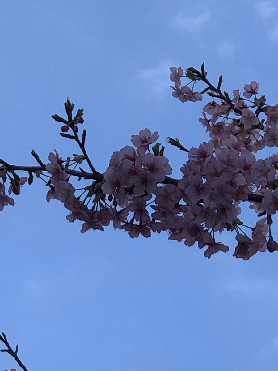 Hirodai_Tokyo's tweet photo. オフィスビルのすぐ横に咲いている花。
梅かな?桃かな?って話していたら、まさかの桜ですか…。
春の訪れを感じますね。
#広島 #広島大学 #東京 #東京オフィス #hirodai #hiroshimauniversity #hiroshima #Tokyo #河津桜 #春がきた #JR田町駅 https://t.co/ORZC1BUiNV