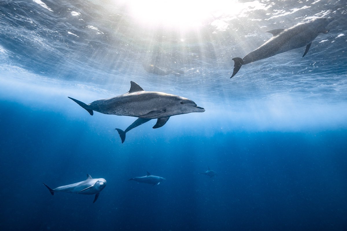 tailoredventure's tweet photo. Why not take your scuba diving skills to Mozambique? Perfect for that adventure break-away or romantic celebration. Contact us to help you with your planning.
Photo cred: White Pearl Resorts
 #honeymoons #romance #adventure #africanbeach #africanvacation #travelagent https://t.co/BHTgfpM4l1