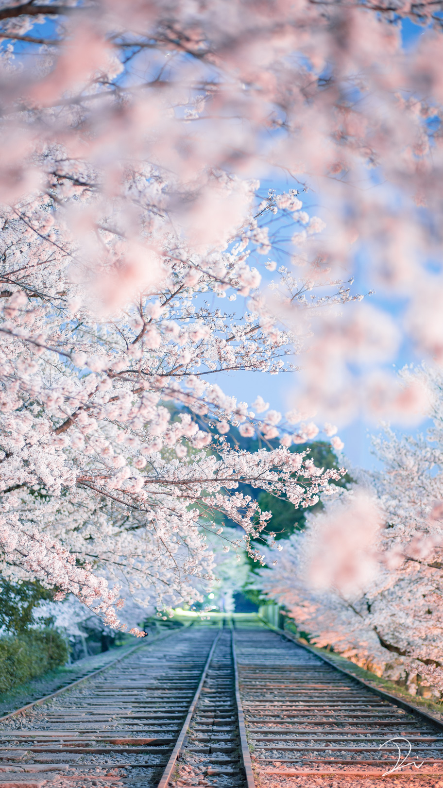 Twitter 上的 うさだぬ 京都写真家 京都の四季 縦写真を16 9にしました クリックして画面いっぱいに表示して見てください Iphoneだといっぱいになると思いますが他のスマホだと少し画面端が余るかもです あと インスタもやってますのでフォローお待ちしています