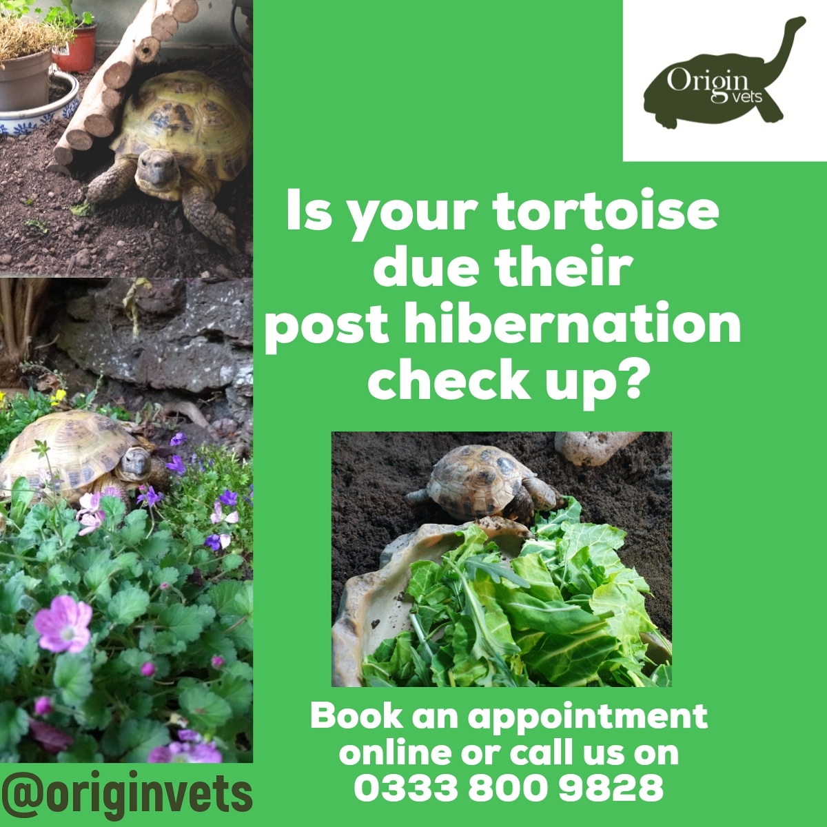 OriginVets's tweet photo. It might be awful weather out but some of our tortoise friends are starting to stir. Make sure they've had a successful hibernation and get them booked in for a post hibernation check. 
https://t.co/ObuMIQqmjm https://t.co/Qkw3mA09Jo