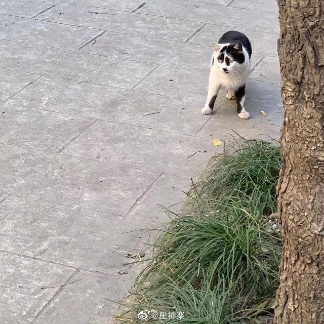 new neko emoticon
@meetissai https://t.co/MfgBE2hkVt