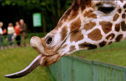 Things to do in Kenya even for half a day include visiting the Giraffe centre, where the beautiful Rothschild giraffe resides. Get a chance to feed them and feel their tongues on the palm of your hand. Contact us at 0726320913 or email us at info@dac-tours.com. Book today!