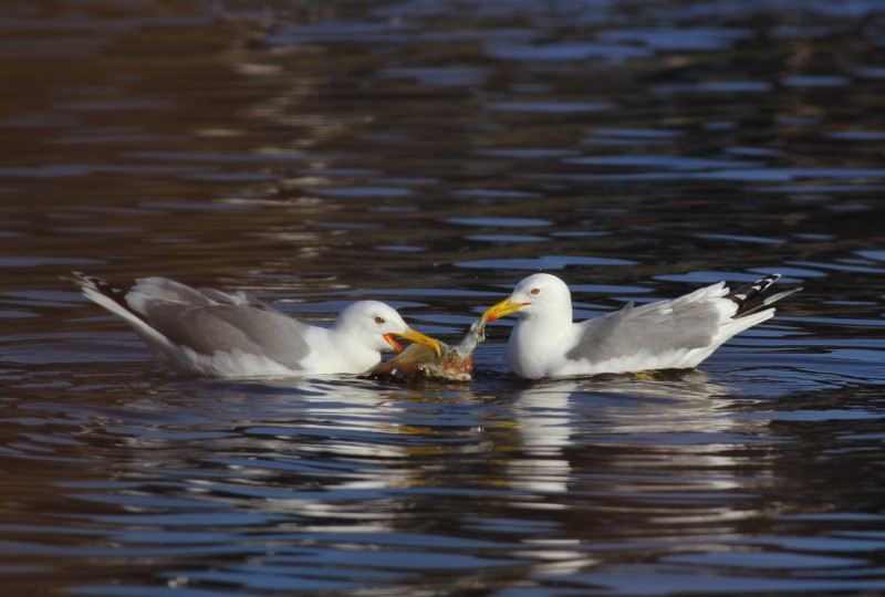 nvwaeu's tweet photo. Reminder: 27 februari 2020

- Struintocht voor de jeugd
- Avondlezing 'Big Five' Meeuwen

voor meer informatie zie https://t.co/x6jUh0OEZs https://t.co/WtIYlMjXyq