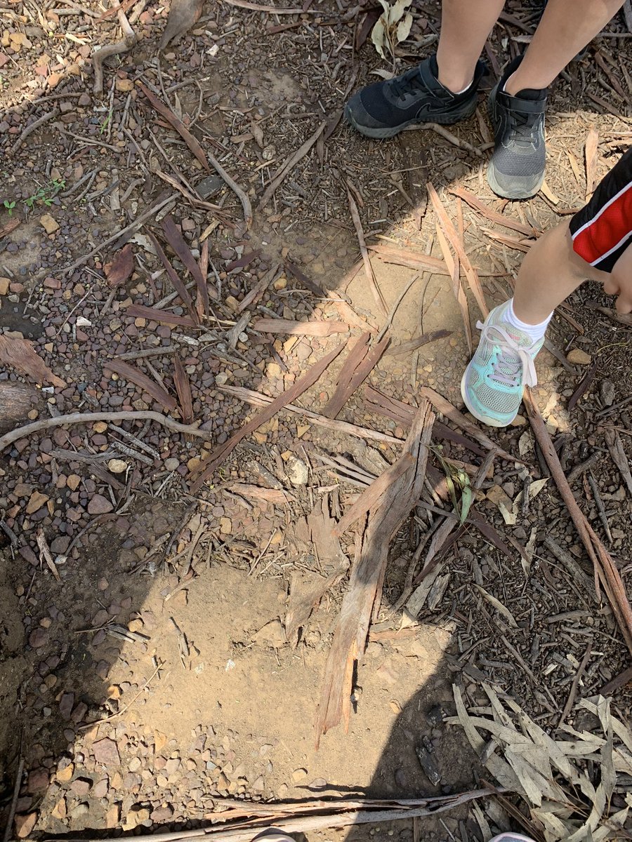 JessKB93's tweet photo. Day Eight. What are we walking on? What is beneath our feet? #walkingcurriculum #getoutside #k1p #shpps #daychallenge https://t.co/L52GPjAfpR