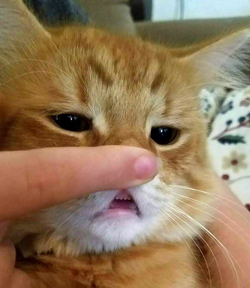 best_cry_ever's tweet photo. ОСТАНОВИСЬ!
ПРОСТО ПОСМОТРИ НА КОТИКОВ
НЕ БЛАГОДАРИ https://t.co/R0FVW1AJtT