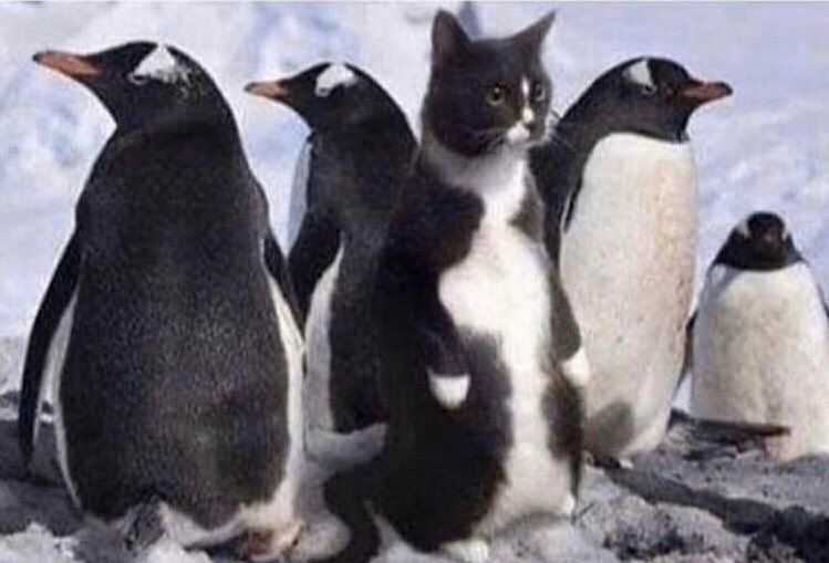 EmmaNeville_'s tweet photo. Imposter syndrome but make it cute https://t.co/HHqCNC3LwB