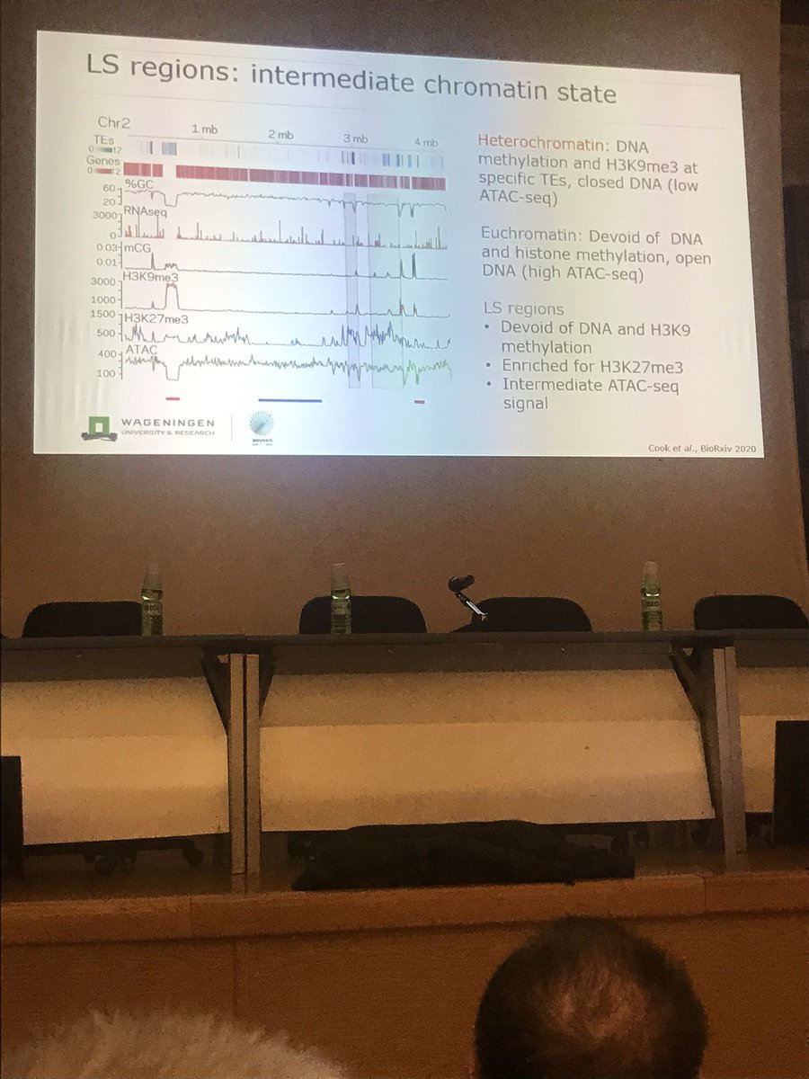 FredAsiegbu's tweet photo. Nice talk #ECFG15 by Bart Thomma @Team_Thomma on the role of genes within lineage specific (LS) regions of the pathogen Verticillium dahliae in colonization. Effectors impact on niche colonization and manipulation of host microbiome. LS regions devoid of DNA &amp; H3K9 methylation. https://t.co/t3ipd85GTo