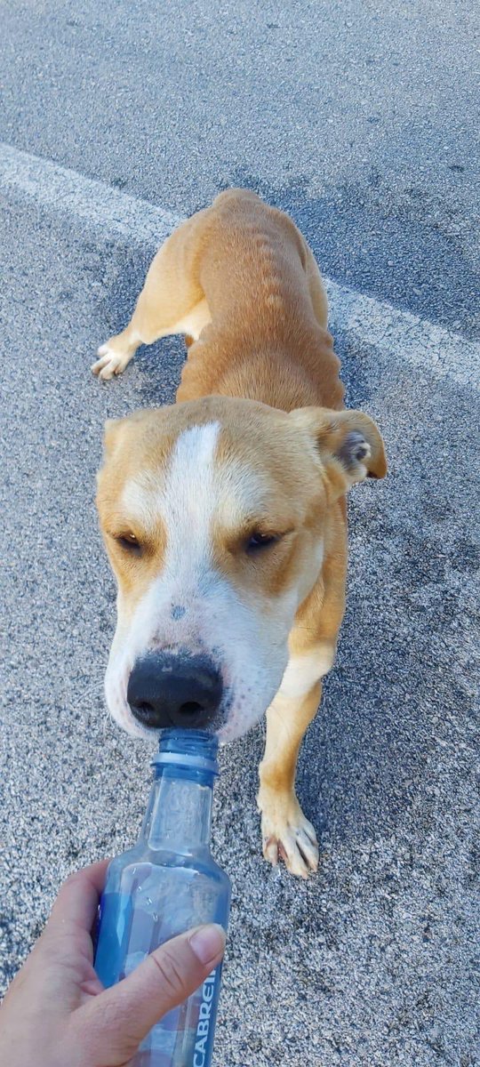 maribrutito's tweet photo. Cachorron en pésimas condiciones encontrado ayer en Sevilla,Necesita acogida URGENTE si no volverá hoy a la calle o madrinas para residencia, son particulares y sin medios.X favor es urgente!!No tiene chip y es negativo a enfermedades 
Contacto: Andrea 677121627 / Irene 648502767 https://t.co/Llxsmv1YzZ