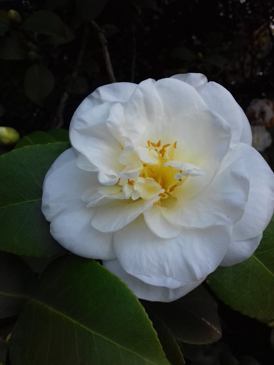 reggiadicaserta's tweet photo. #ParcoReale 🌺|La meraviglia della Regina d’inverno, la nostra camelia, che si può ammirare sia al Giardino Inglese che al Bosco Vecchio, in prossimità della Castelluccia
📌Oggi e domani apertura straordinaria della Castelluccia con un focus sulle camelie https://t.co/Uhl2faXZ0k https://t.co/cXg1gOn7U8