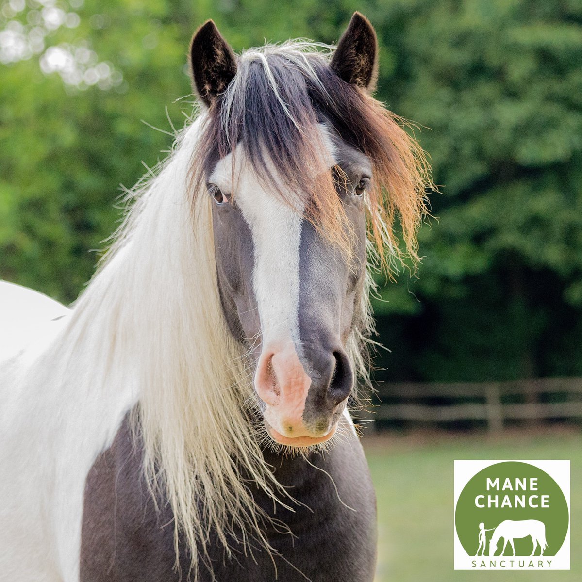 manechance's tweet photo. If you sponsor one of our #horses at #ManeChanceSanctuary (starting at only £2 a month), you are invited to special #sponsor days! You can choose any horse to sponsor but our #February #HorseoftheMonth is the handsome #Blueboy! #charity #horsewelfare #rescuehorses https://t.co/tcqCpb05an