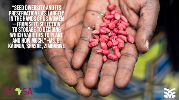 Afsafrica's tweet photo. As governments across #Africa create laws to deny farmers' rights to save, plant, exchange and sell their seeds, women are leading the fight to protect Africa's sacred biodiversity.
 
#women #seedsavers #Biodiversity2020 https://t.co/g8yzOVBKE9