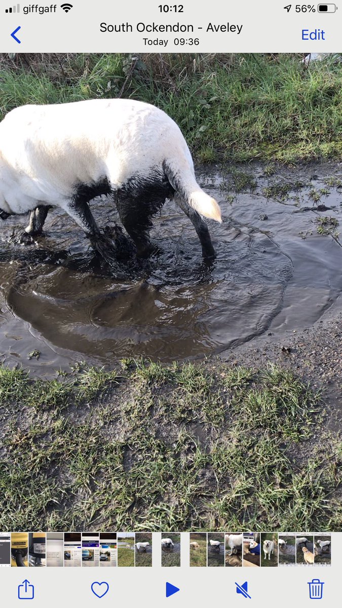NicNic711's tweet photo. So today is all about this handsome lad #Bensonlab #mudsponge #stinkydog https://t.co/shqV1K4z8v