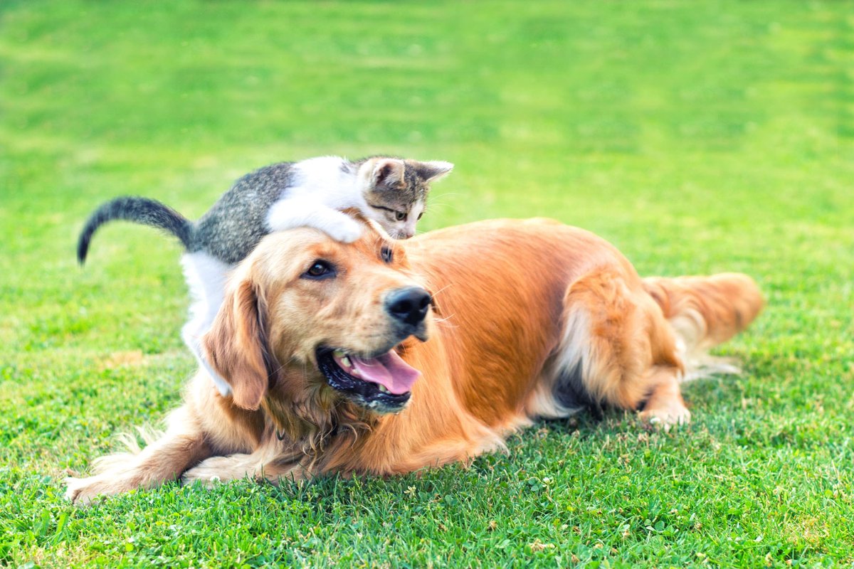 Youngstown Flea tweet media