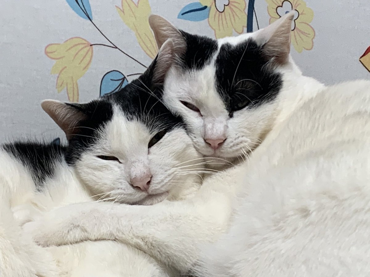 猫が頭などをこすりつけるのは挨拶 頭突きは愛情 舐めるのは愛情か美味しそうな臭いが付いているというコミュニケーションです Togetter 猫が頭などをこすりつけるのは挨拶 頭突きは愛情 舐めるのは愛情か美味しそうな臭いが付いているというコミュニケーションです Togetter