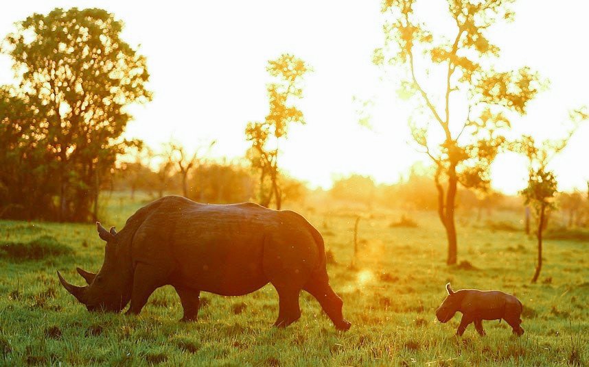 Uganda off Path 🦍 #ExploreUganda tweet media