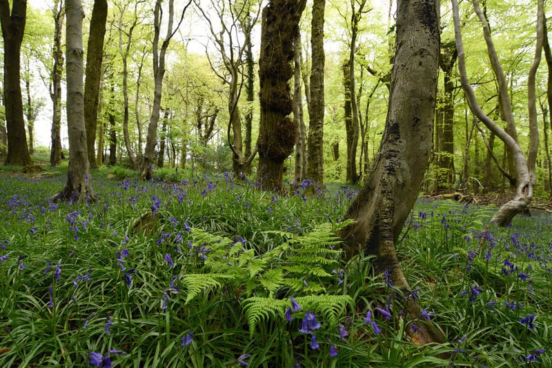 timeenough_im's tweet photo. Come and plant trees with Woodland Trust at the Rushen Commissioner's Site. This is on the Sloc Road before Lingague if you are coming up from the South. #timeenough #Charity #Enviroment #Gardening #Social #Trees https://t.co/hImfXkHKEj https://t.co/MOsTKuyEgH