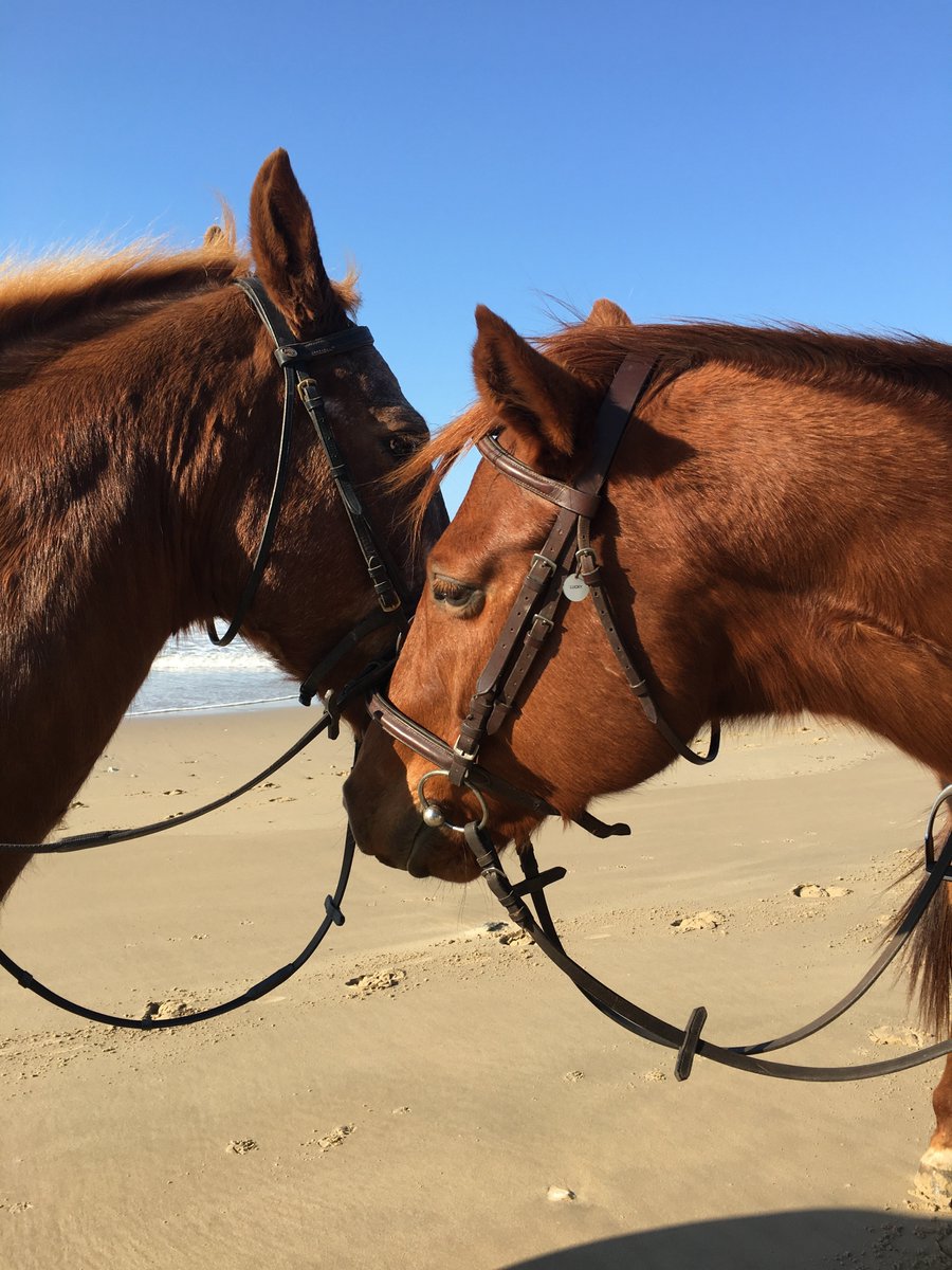 We are incredibly sad to hear that our #Horse Rehabilitation project has been struck with an outbreak of African Horse Sickness. 
If you would like to help support them through their emergency vet bills you can donate via the Pod Charity here: uk.virginmoneygiving.com/donation-web/c……

🐎❤️
