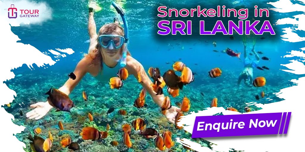 TourGateway's tweet photo. Sri Lanka has being named as the #1 Travel Destination by travel enthusiasts globally!
Pic of, snorkelling in Mirissa

To learn more of our  packages in Sri Lanka drop us a message, 
📲+94760965019
📧sales@tourgateway.com
#WednesdayWisdom #あなたは何歳と思われてるのか https://t.co/WSPjcGNpV0