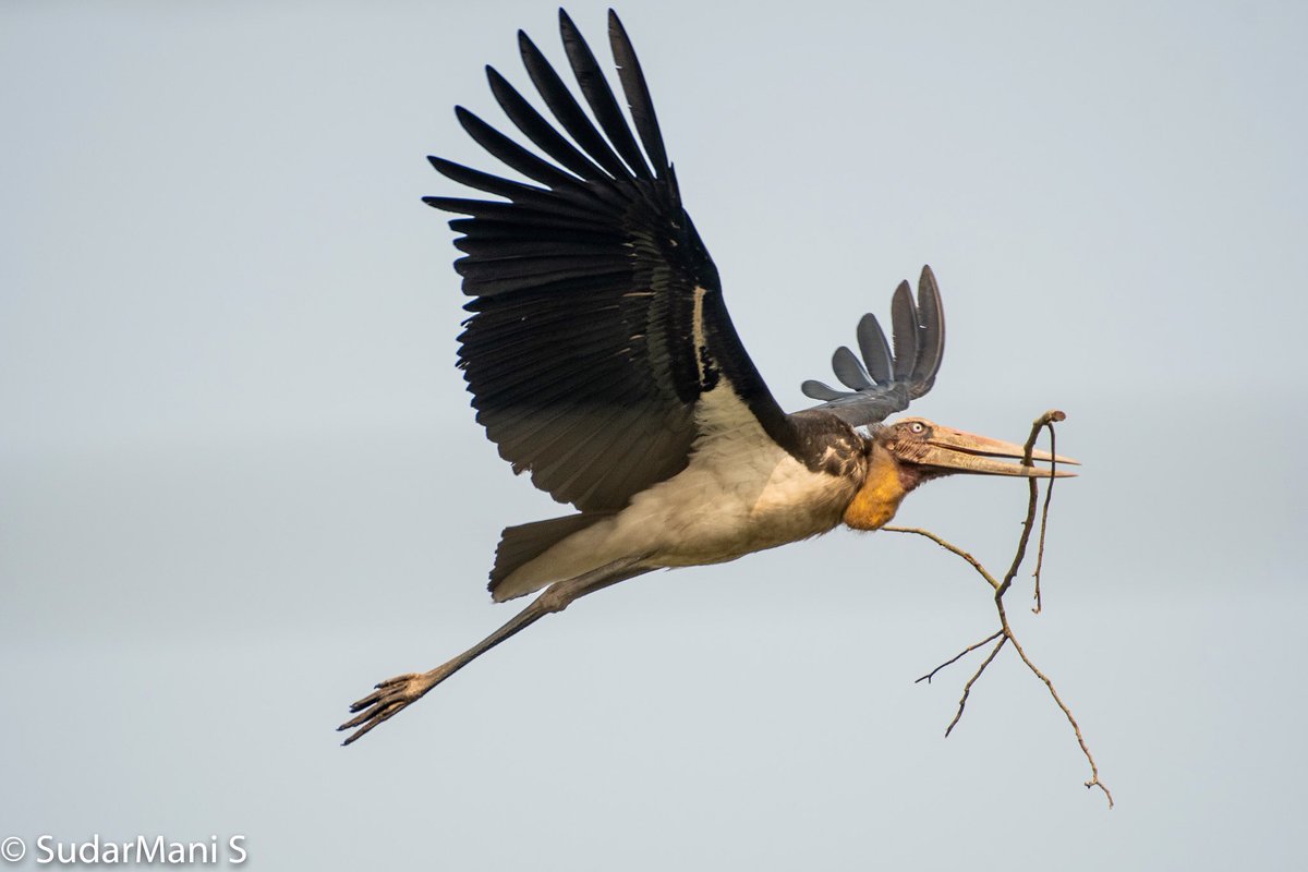 SSudarmani's tweet photo. Lesser adjutant carrying nesting items from near by tree. 
It was January and we spotted few juv on the nest couple of months old. https://t.co/9DOt8yTnHS
