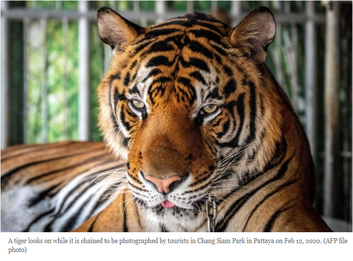 SEAFARERDIVERS's tweet photo. TIGER INDUSTRY CONTINUES TO PROFIT
Sadly, the number of wild tigers is dwarfed by the numbers that now live in captivity. Currently estimated to be more than 8,000 individuals in East and Southeast Asia, the captive tiger population is more than twice ...
https://t.co/nfpm8LpcuQ https://t.co/fFhjpAGC2x