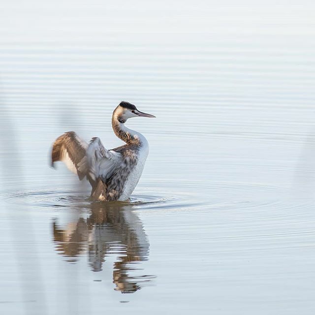 Fromanurbanlake's tweet photo. Great crested grebe mid wing flap. Photographed at @theparkstrust Linford Lakes Nature Reserve earlier this month.
#birdphotography #bitds #grebe #greatcrestedgrebe #waterbirds #wingflap #movement #flapping #wildlife #nature #getoutside #wildlifephotogr… https://t.co/eYO0dXWveh https://t.co/kUplyFiiMY