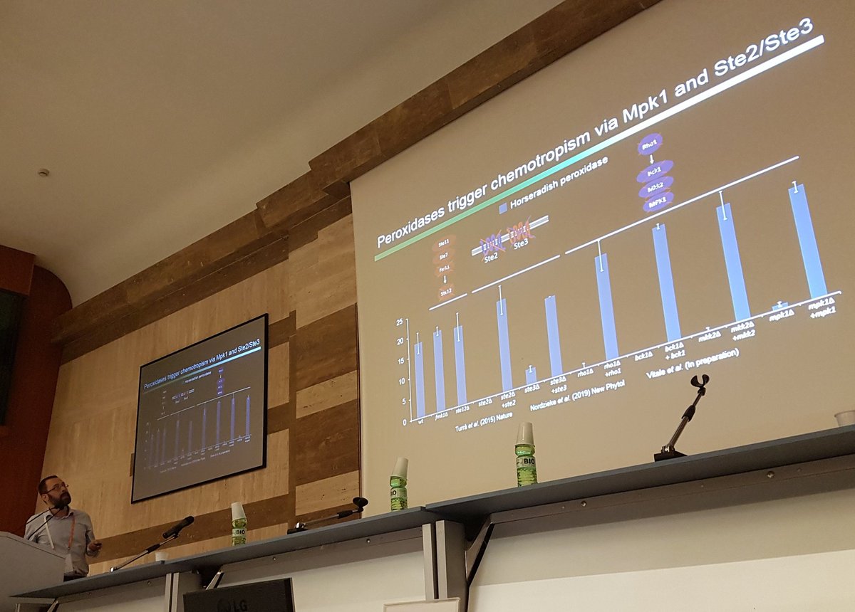 Team_Thomma's tweet photo. David Turra: the role of pheromone perception in the biology of Fusarium oxysporum #ECFG15 https://t.co/qUIRJpfZ78
