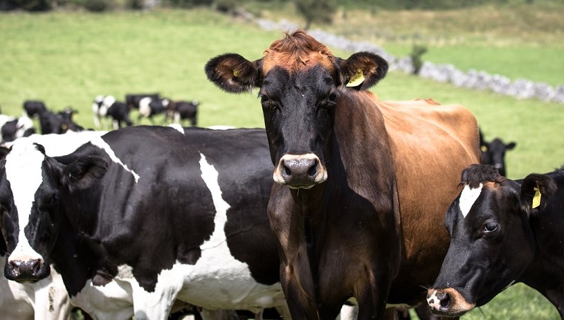 AHDB_Dairy's tweet photo. With #calving2020 around the corner for all you #SpringCalvers out there, now is the perfect time to research the right #genetics for your herd. See all available #dairy bulls on our Spring Calving Index £SCI here: https://t.co/2SrJVNt28h https://t.co/ek2qMWEbXc