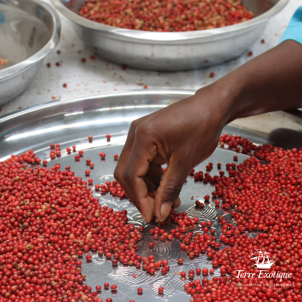 Ces baies roses #malgaches, procurent des notes #sucrées et #poivrées, mélange de notes végétales de #coriandre et de #genièvre brûlé. 

Les #cueilleurs sélectionnent les #baies #matures, de couleur rouge.
⁠
#terreexotique #civilisations #gastronomie #maturité #cueillette